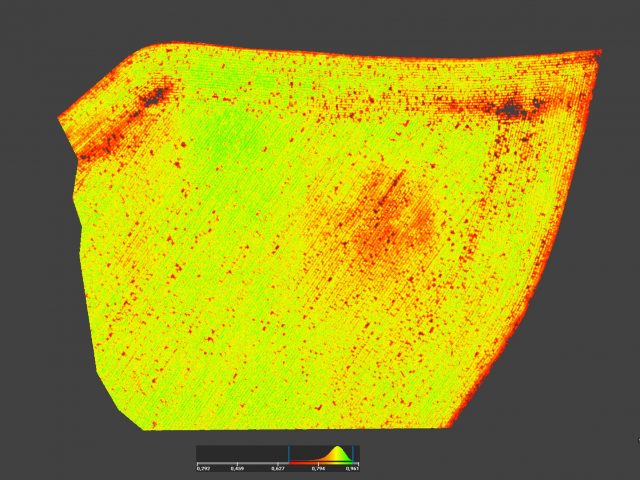 Traitement NDVI d'une parcelle de maïs